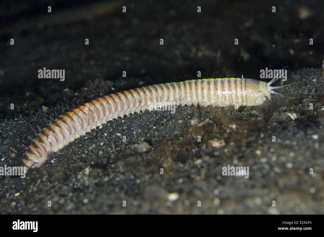 Ver Bobbit (Eunice aphroditois) des profils, sur l'extérieur de sable noir burrow, Détroit de Lembeh, Sulawesi, îles de la sonde, en Indonésie, en janvier Banque D'Images