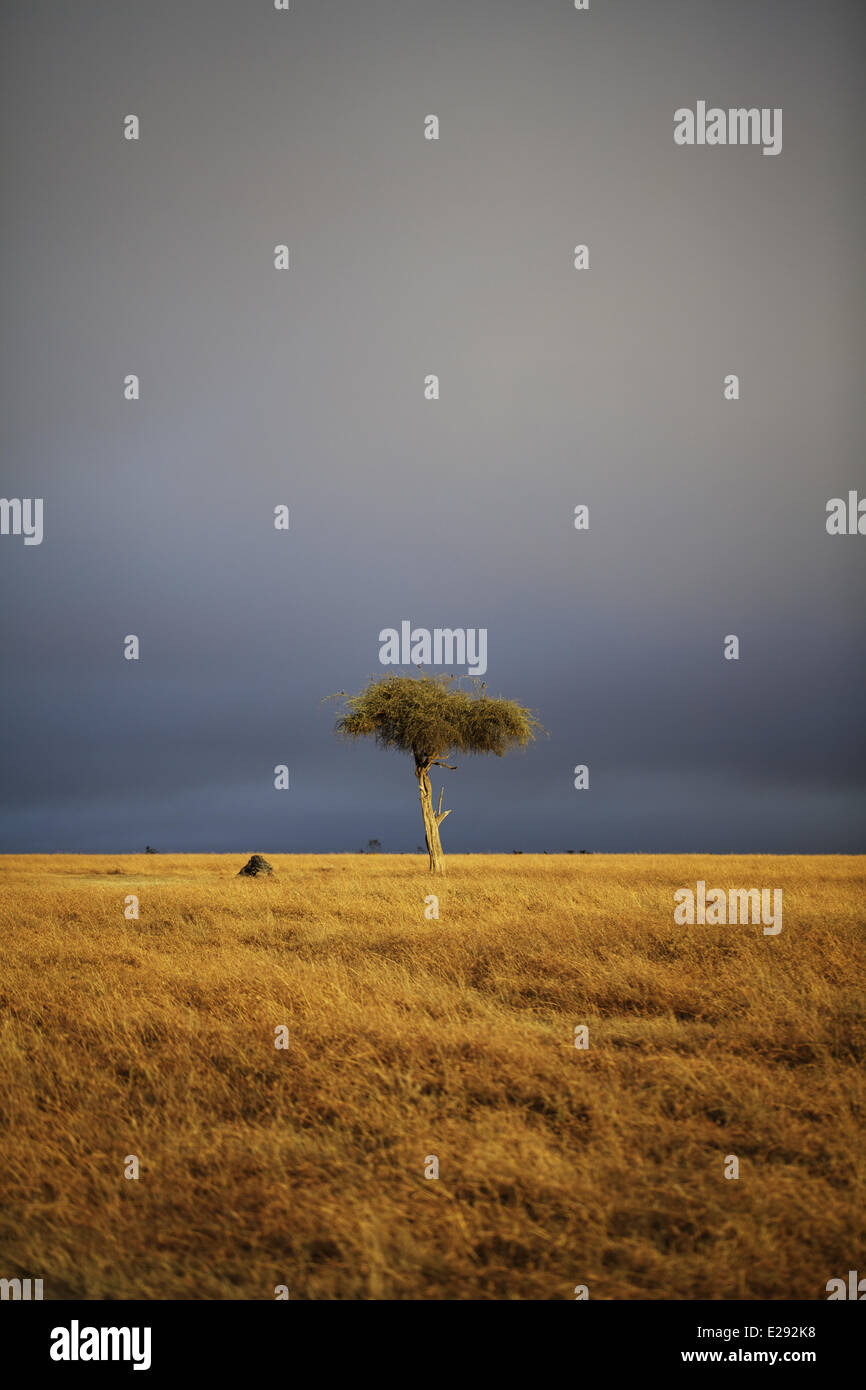 Voir d'arbre isolé dans l'habitat de prairie avec Ol Pejeta Conservancy, stormclouds, District de Laikipia, Kenya, février Banque D'Images