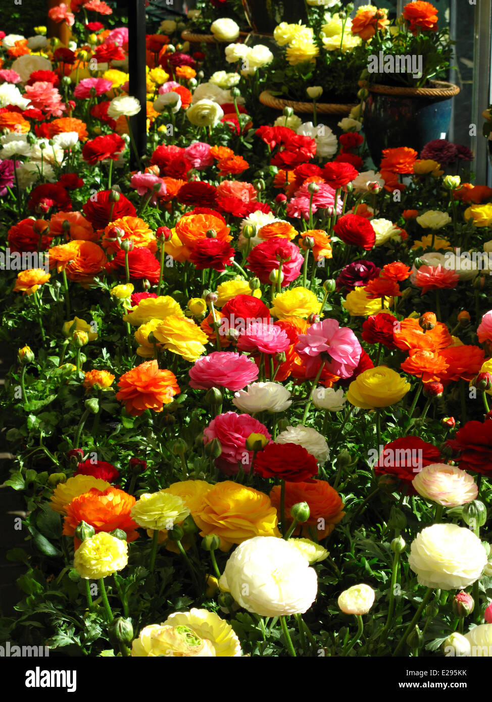Grand écran de fleurs colorées au garden centre Banque D'Images