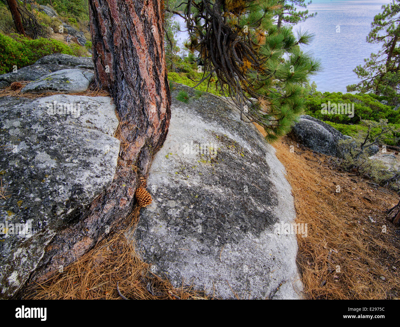 Arbre de pin ponderosa du mal à pousser dans des fissures des roches granitiques et le lac Tahoe. Lake Tahoe, Californie/Nevada Banque D'Images