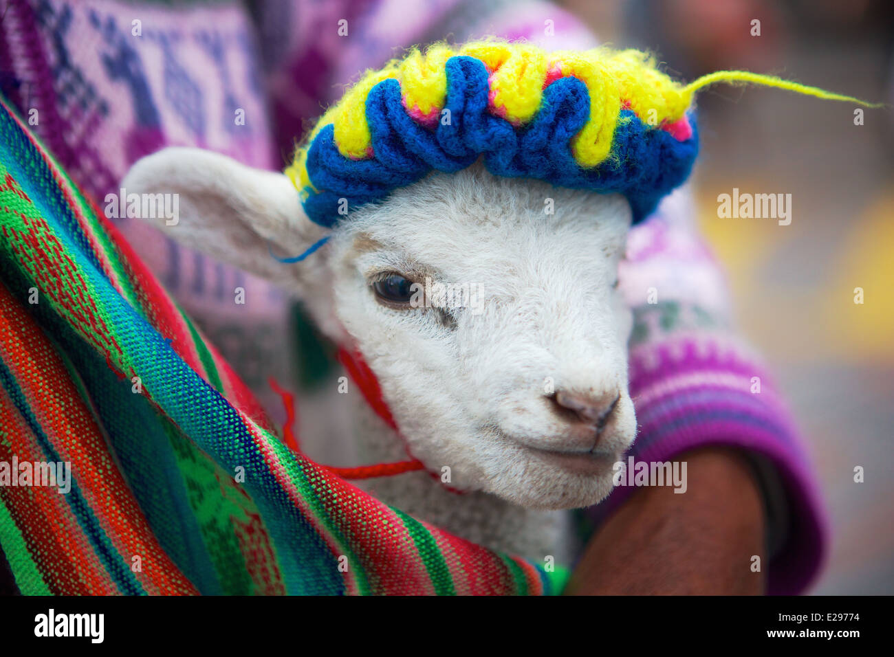 L'agneau dans une tenue traditionnelle dans la Plaza de Armas de Cusco, Pérou, Amérique du Sud Banque D'Images