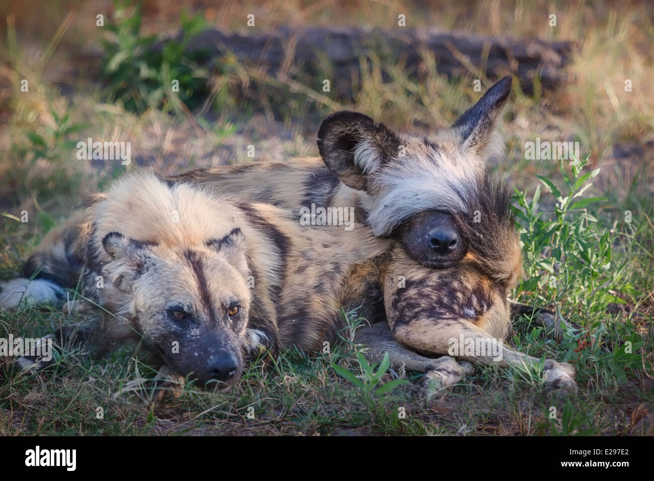 Alors que deux chiens sauvages africains reste, l'un remue sa queue et finit par se cacher le visage de l'autre. Dans la Selinda Reserve, Botswana. Banque D'Images