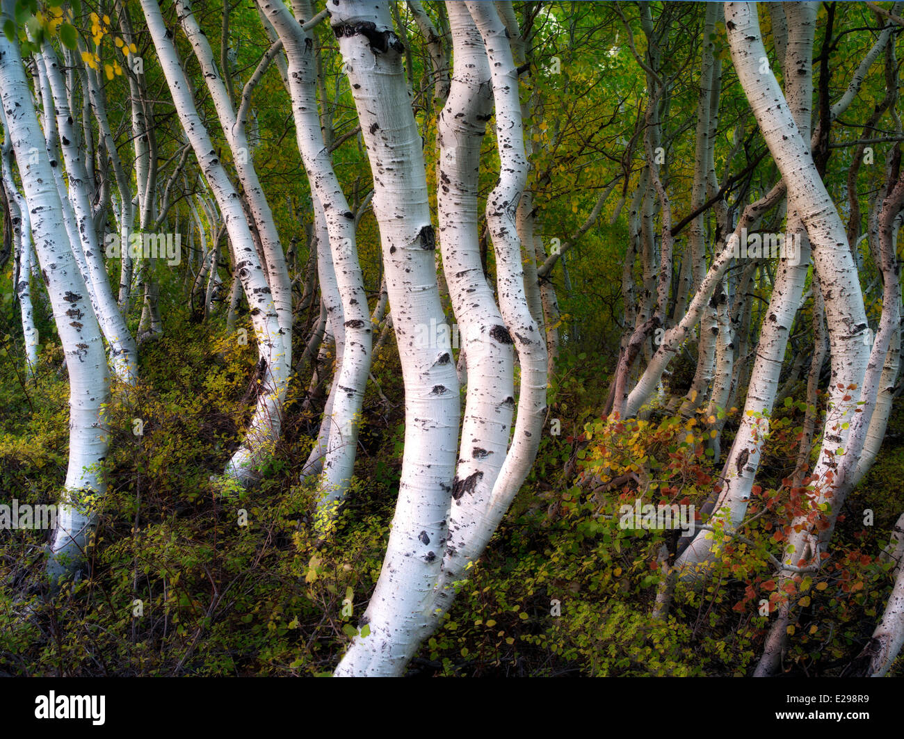 Close up of aspen trunks. L'Est de la Sierra Nevada, en Californie Banque D'Images