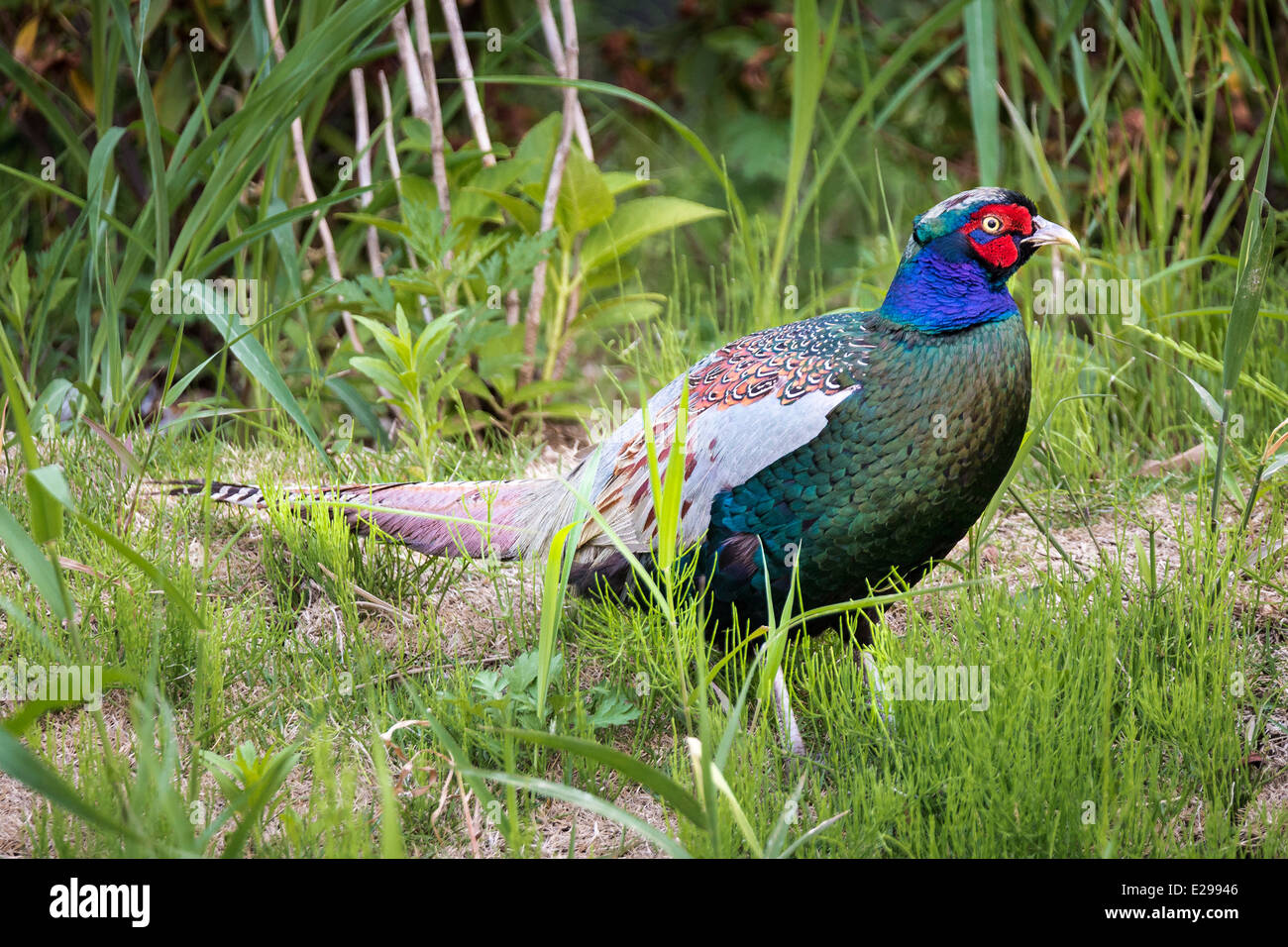 Le Faisan mâle, Funabashi, Chiba, Japon Banque D'Images