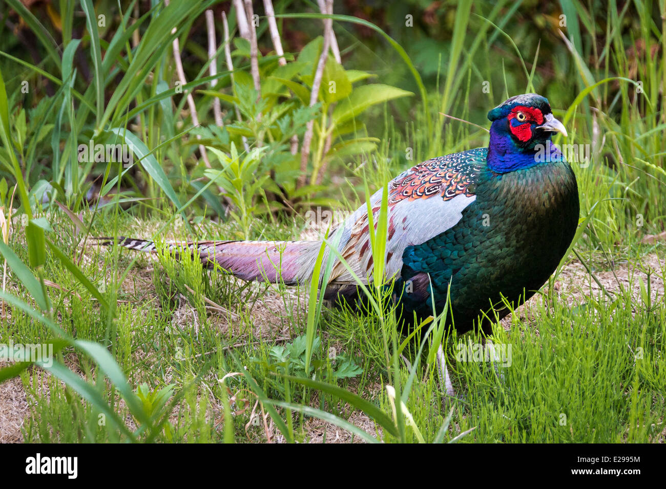 Le Faisan mâle, Funabashi, Chiba, Japon Banque D'Images