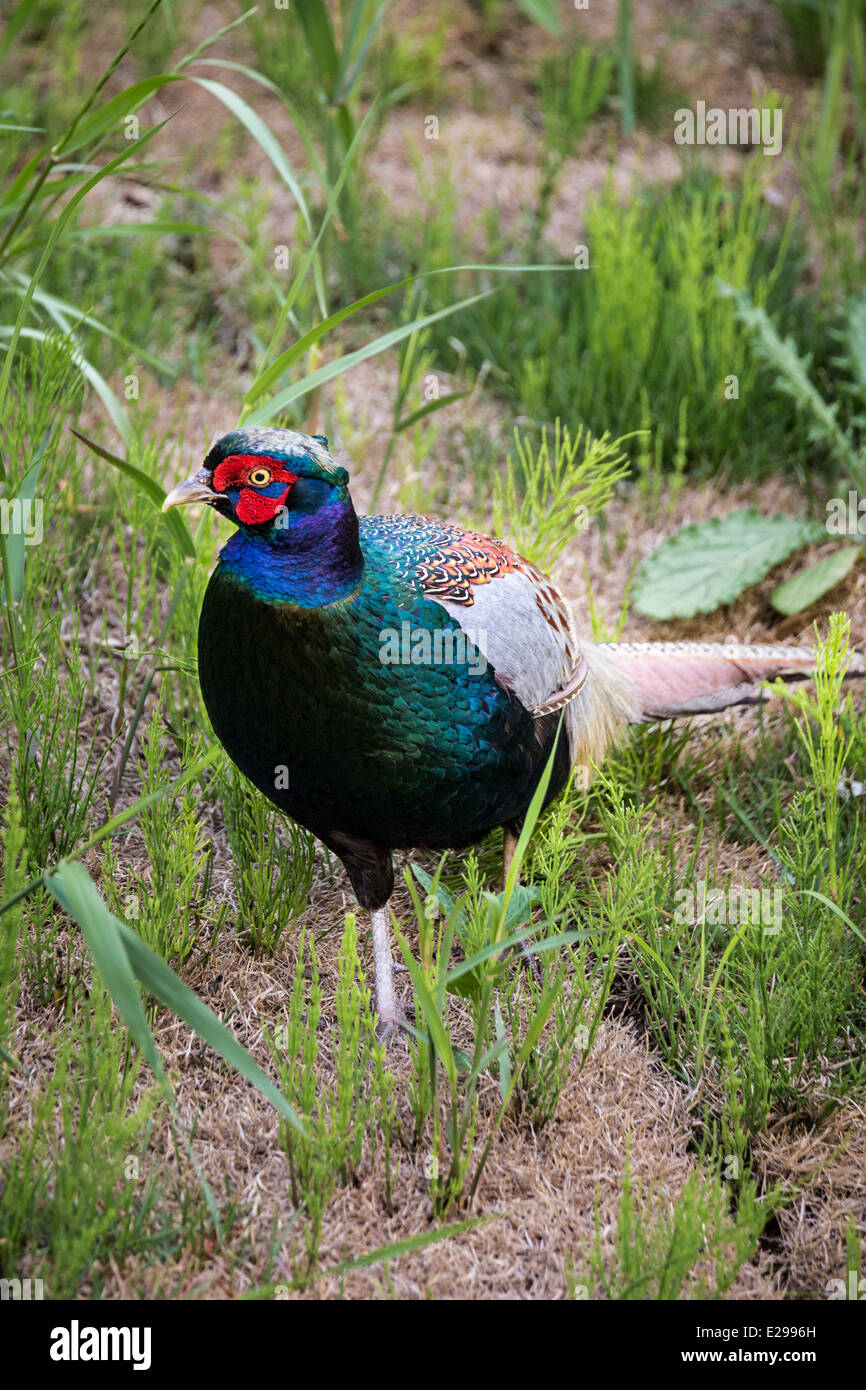 Le Faisan mâle, Funabashi, Chiba, Japon Banque D'Images