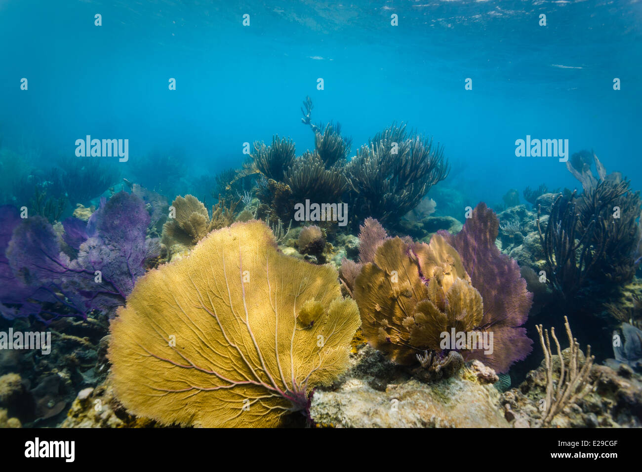 fans de mer colorés sur le récif corallien Banque D'Images