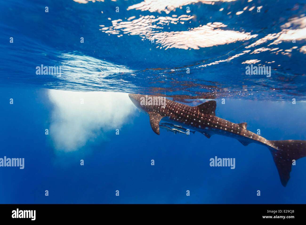 Vue sous-marine rapprochée du requin-baleine , Rhincodon typus, faisant surface dans la mer des Caraïbes au-dessus du plongeur Banque D'Images