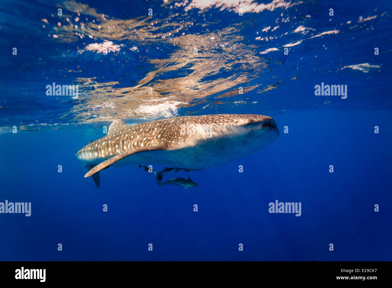 Requin baleine , Rhincodon typus, croisières près de la surface dans une eau bleue claire avec groupe de remords suivant Banque D'Images