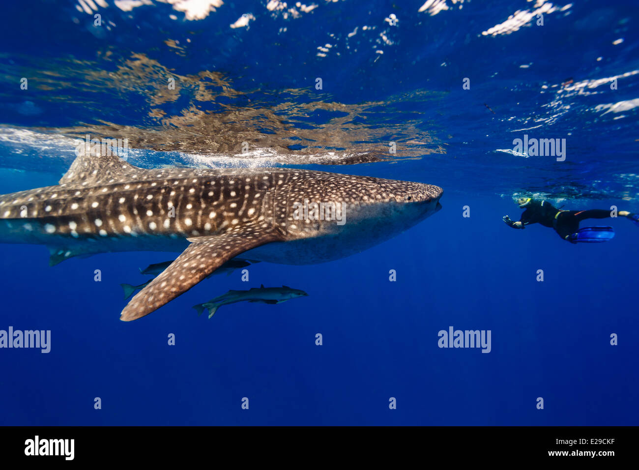 Vue rapprochée du requin baleine , Rhincodon typus, , nageant près de la surface du requin d'eau , Rhincodon typus, Banque D'Images