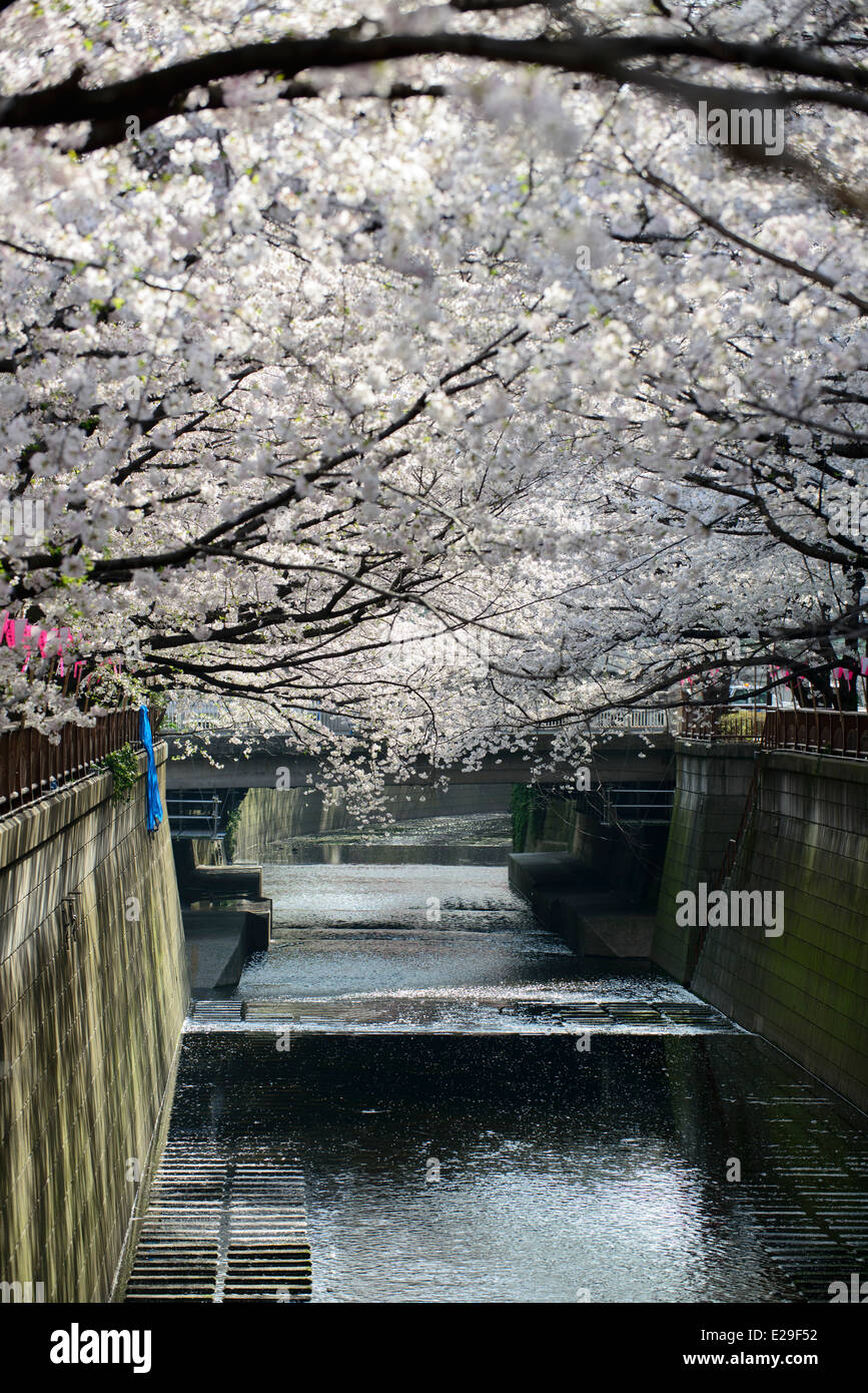 Les fleurs de cerisier à Meguro River, Meguro, Tokyo, Japon Banque D'Images