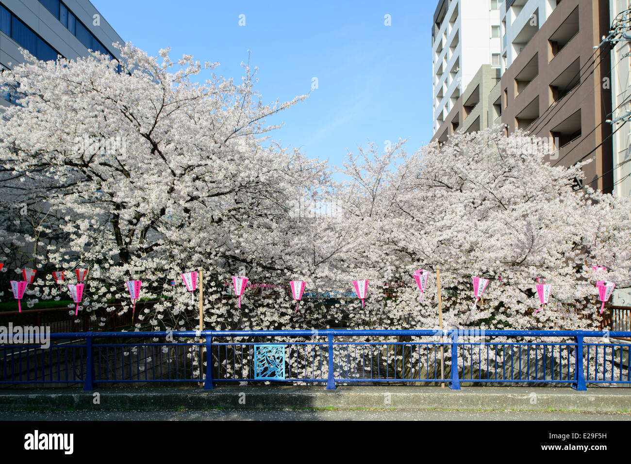 Les fleurs de cerisier à Meguro River, Meguro, Tokyo, Japon Banque D'Images