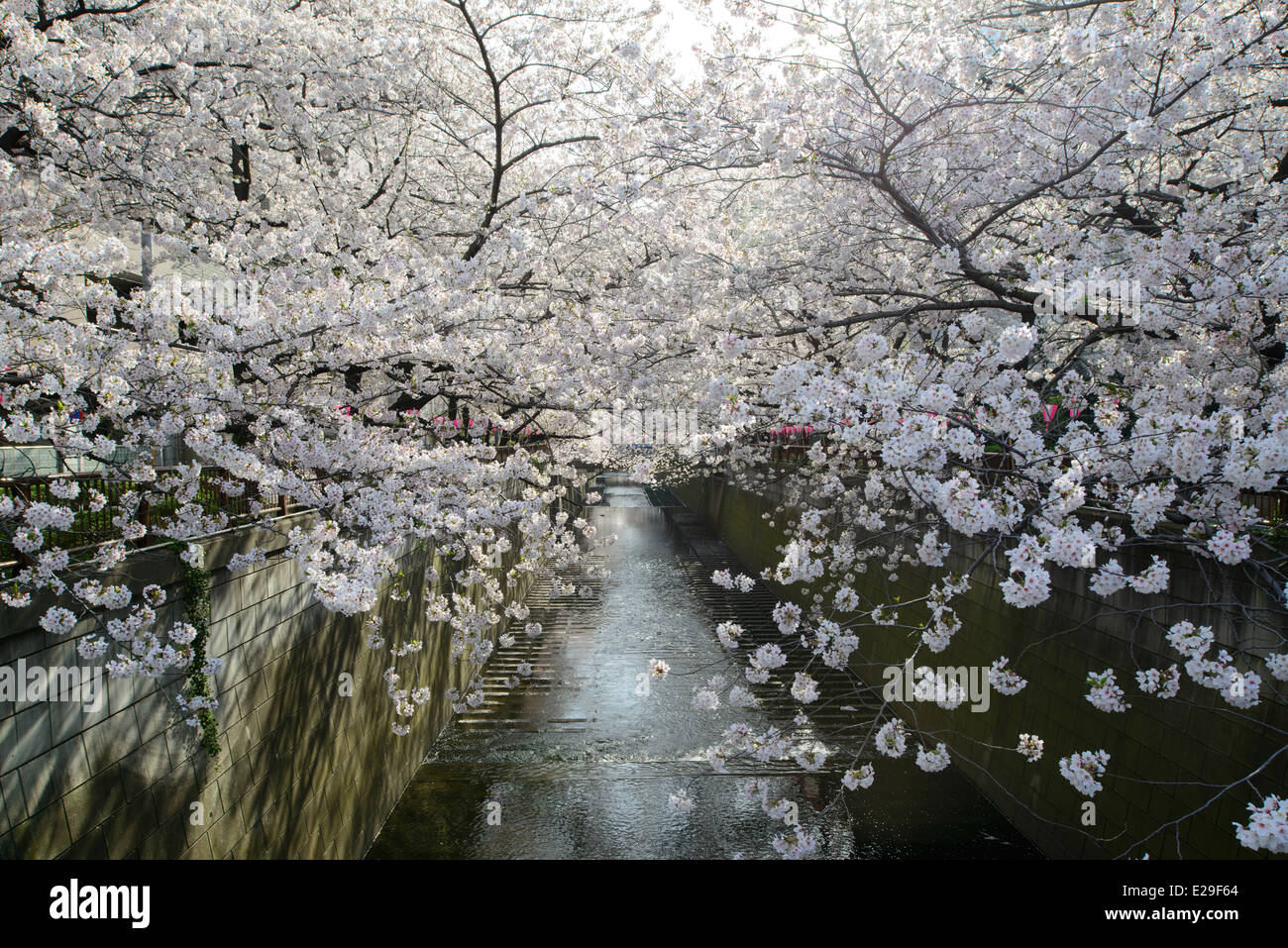 Les fleurs de cerisier à Meguro River, Meguro, Tokyo, Japon Banque D'Images