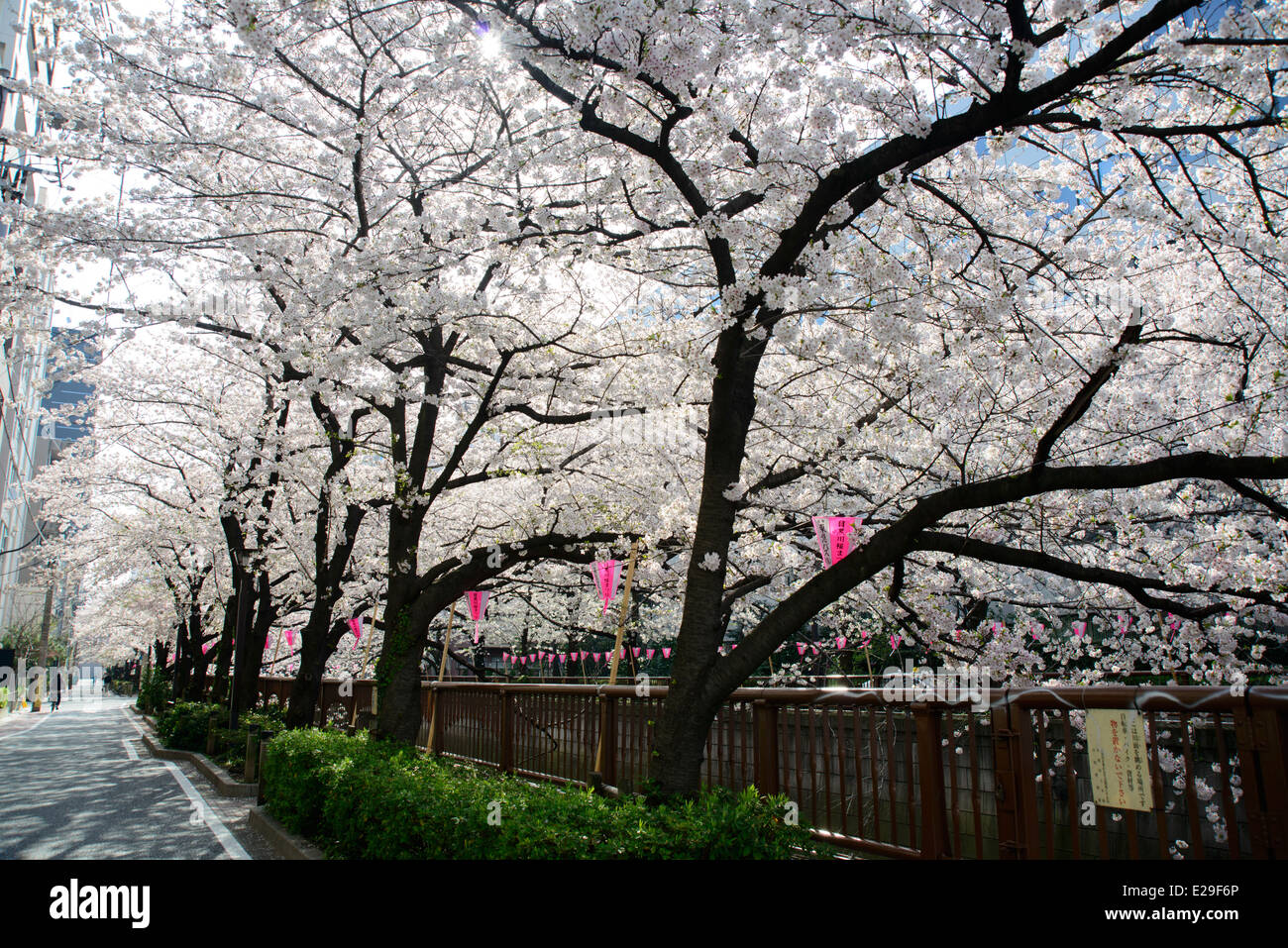 Les fleurs de cerisier à Meguro River, Meguro, Tokyo, Japon Banque D'Images