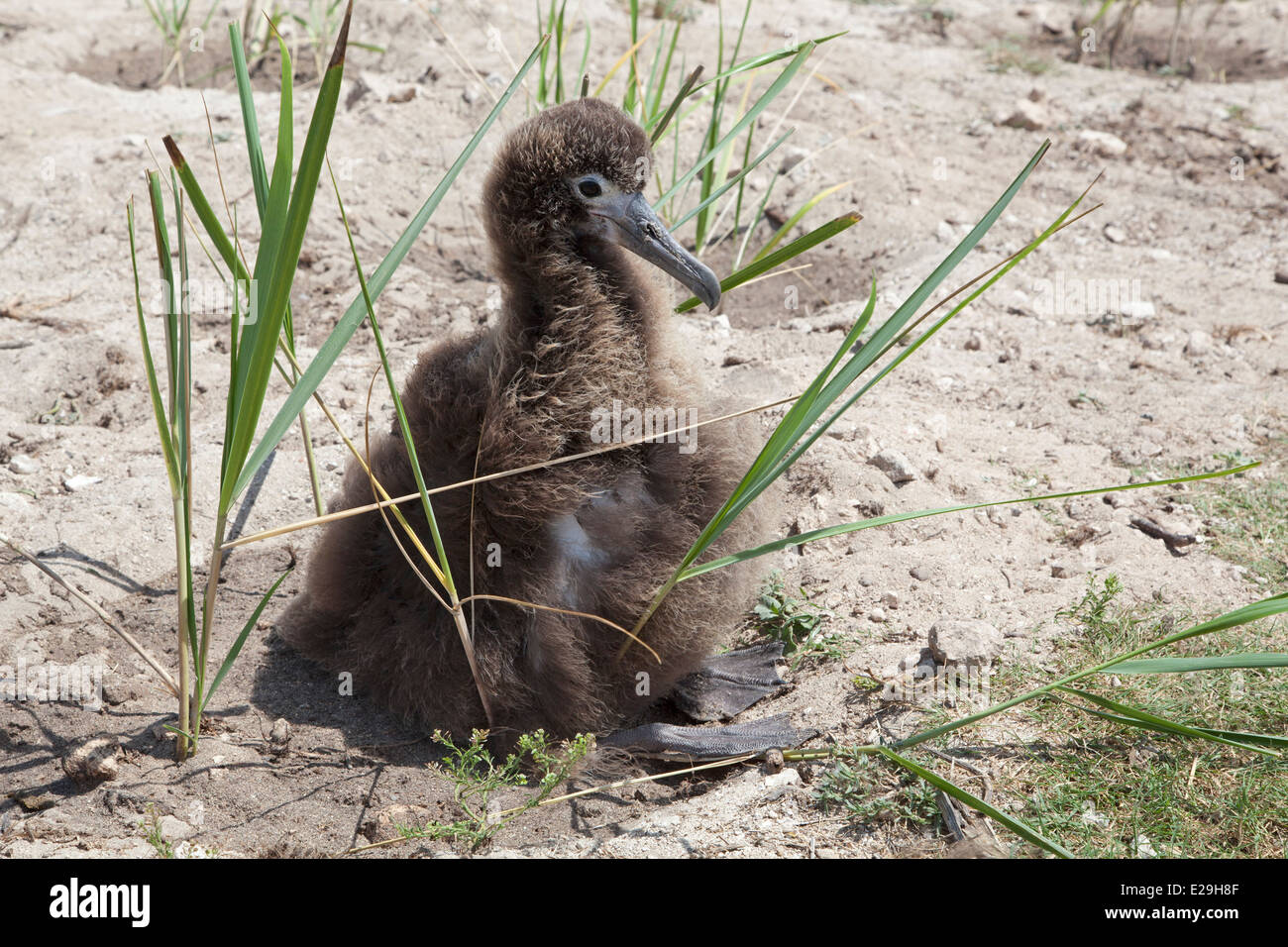 Laysan Albatros brise-poussins dans l'herbe de Bunch (Eragrostis variabilis) nouvellement planté par des volontaires, dans le cadre d'un projet de restauration de l'habitat côtier Banque D'Images