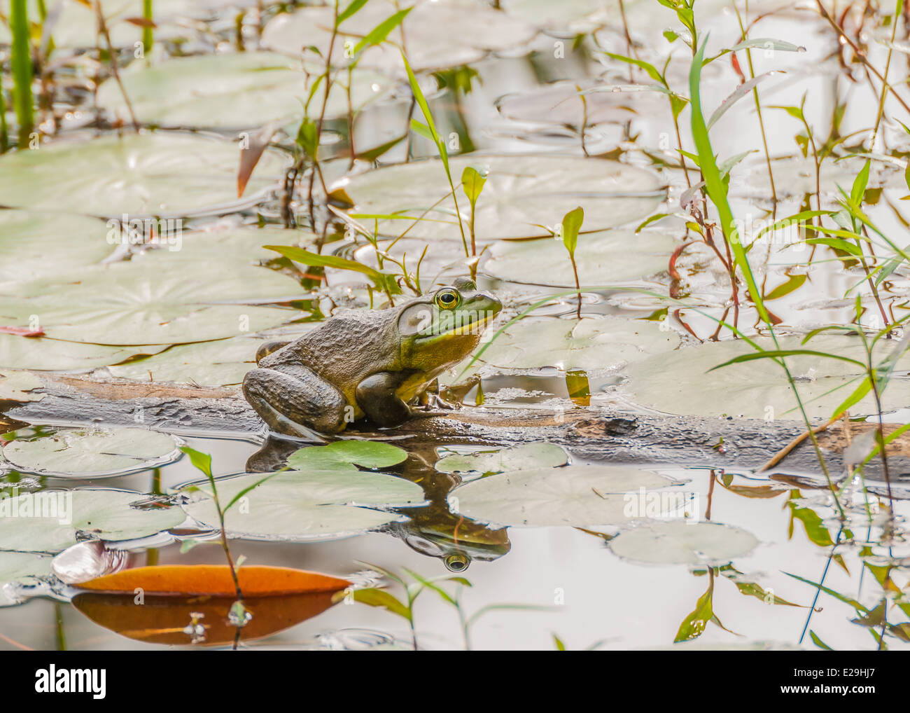 Bullfrog assis sur un journal dans un marais. Banque D'Images