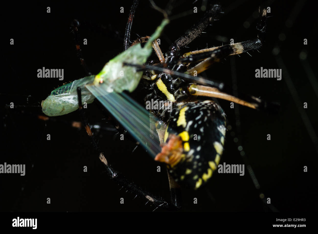 Spider écrit rétractable proie, macro photo Banque D'Images