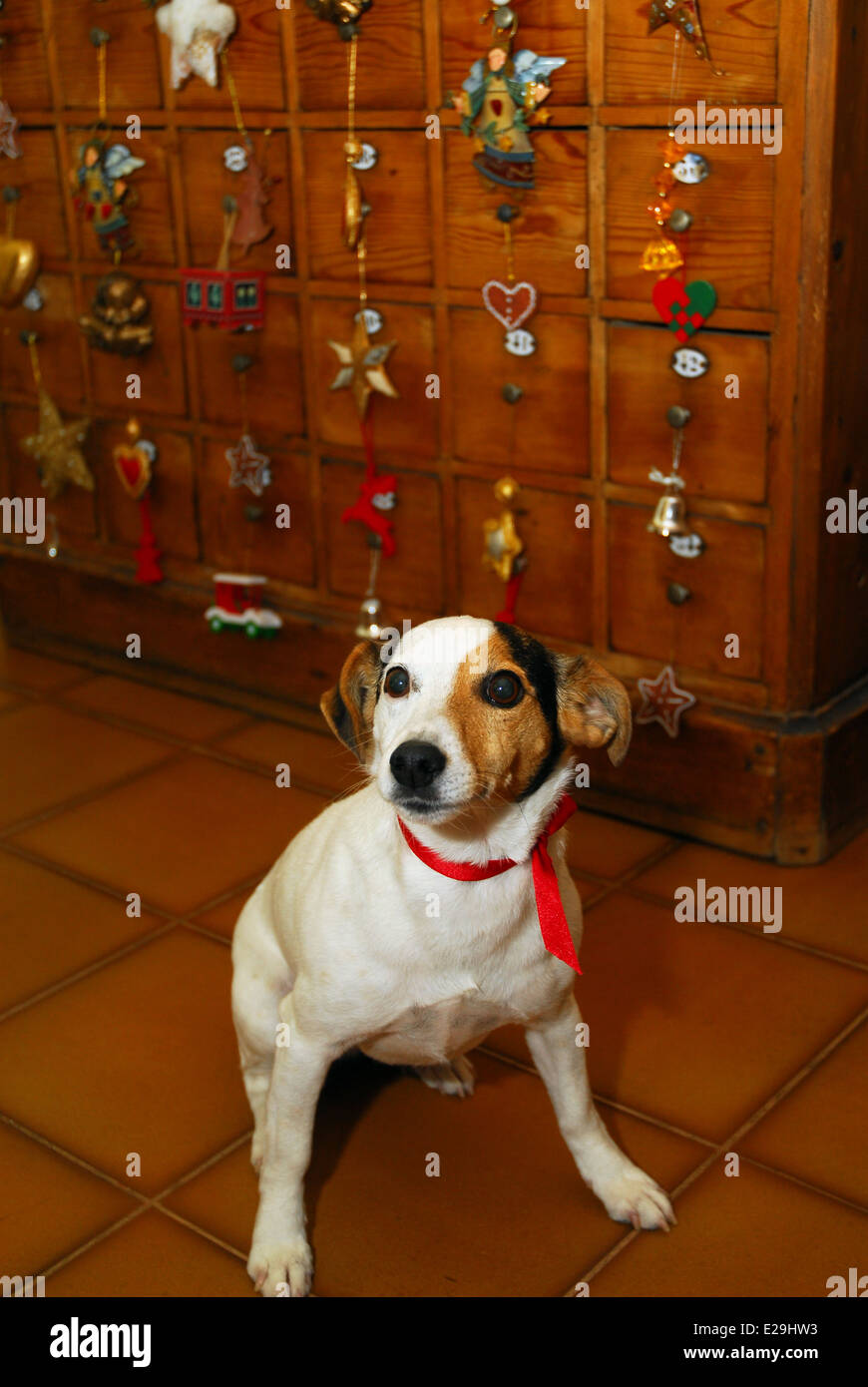 Un Jack Russell Terrier avec un ruban rouge pour Noël Banque D'Images