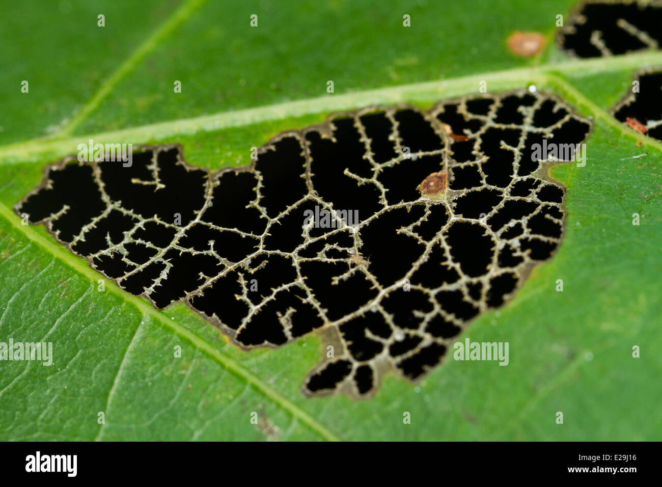 Les dommages causés par les insectes à la Banque D'Images
