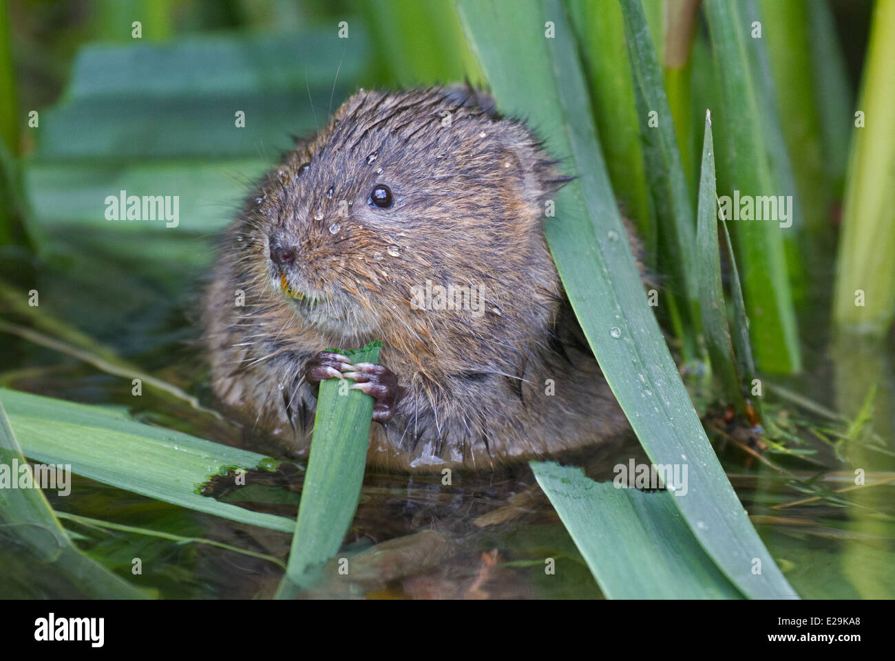 Le Campagnol de l'eau Banque D'Images