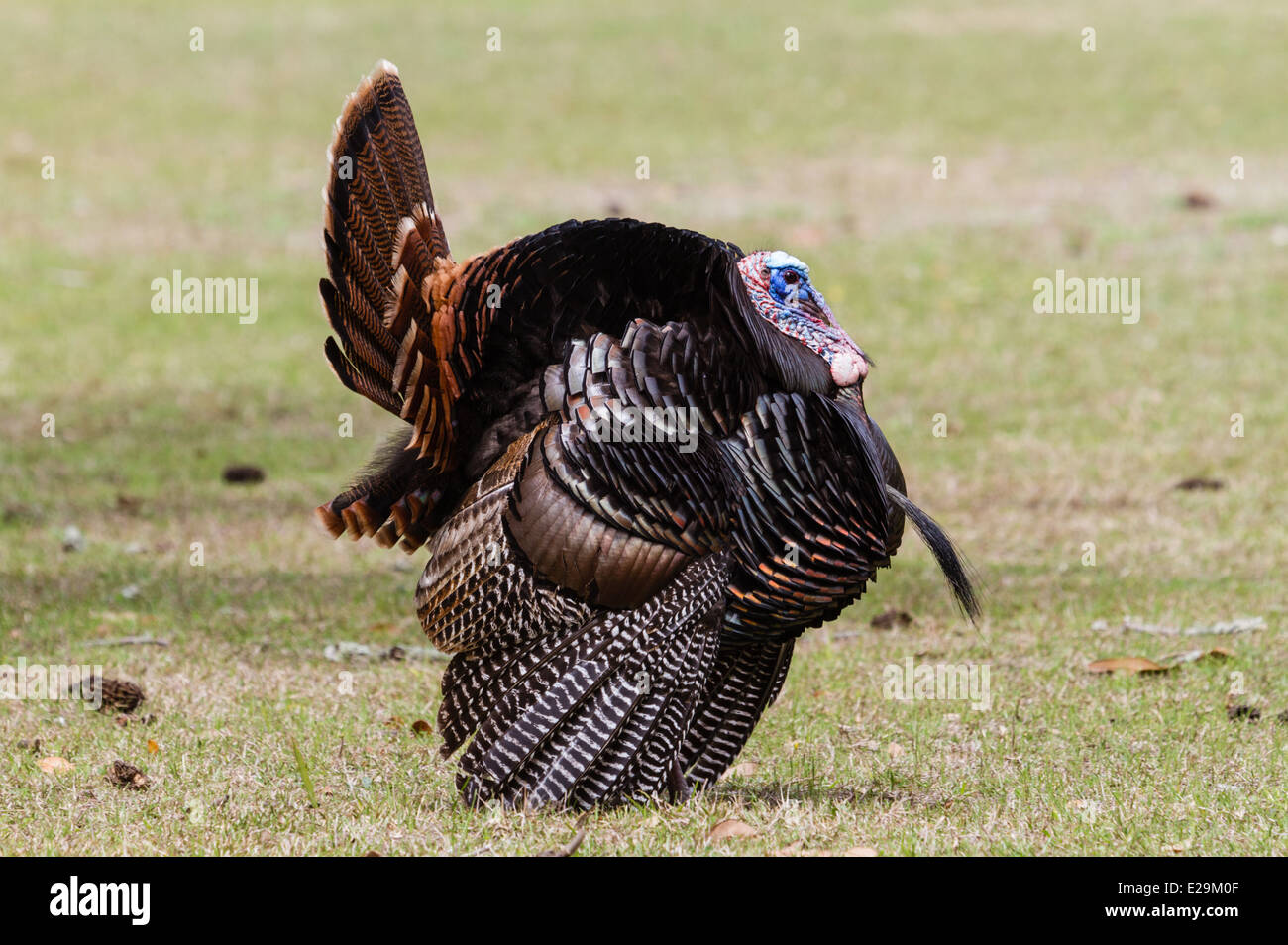 Mâle sauvage (Meleagris gallopavo) Affichage de reproduction, Cumberland Island National Seashore, Géorgie Banque D'Images