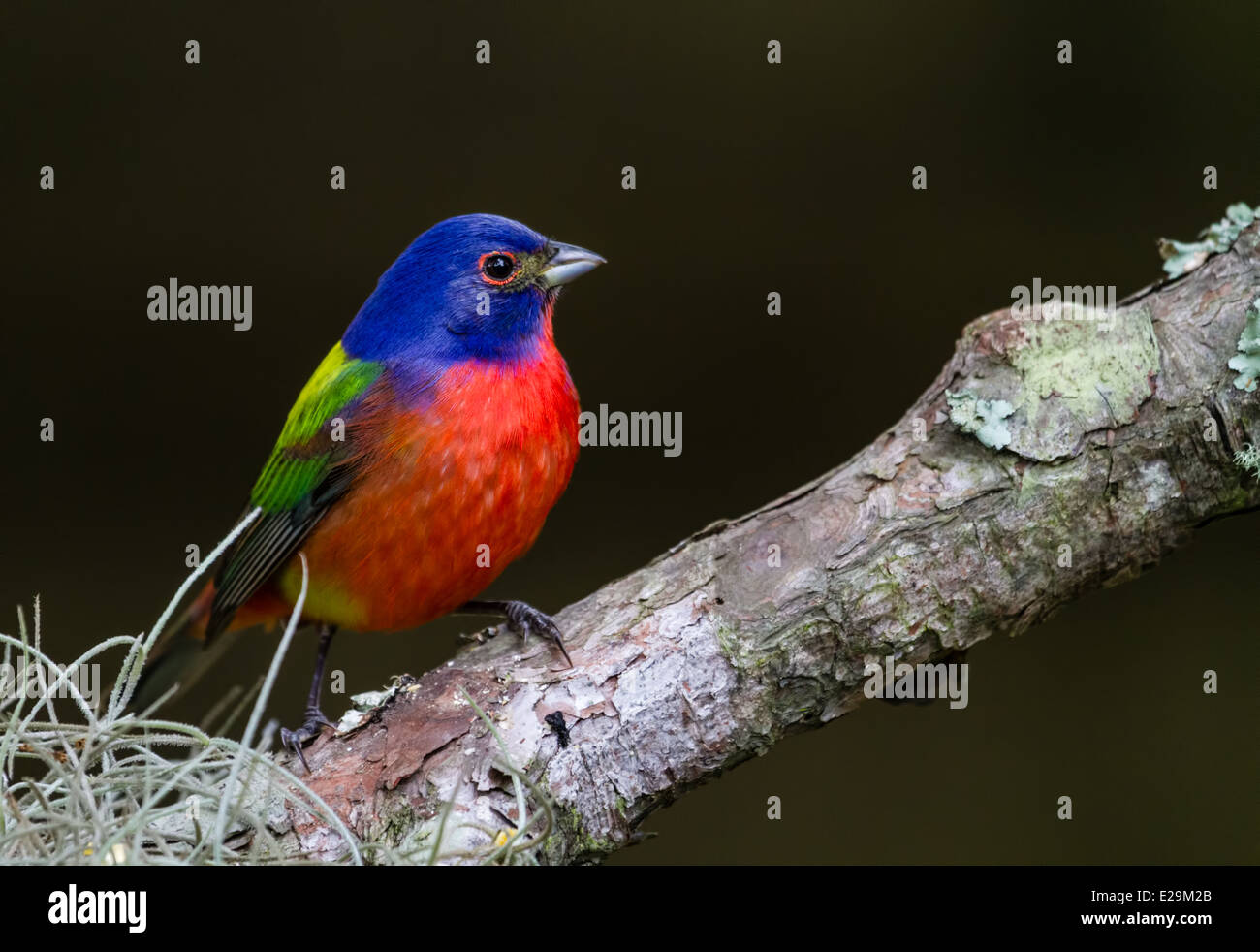 Homme (Passerina ciris Painted Bunting) perché sur une branche. Banque D'Images