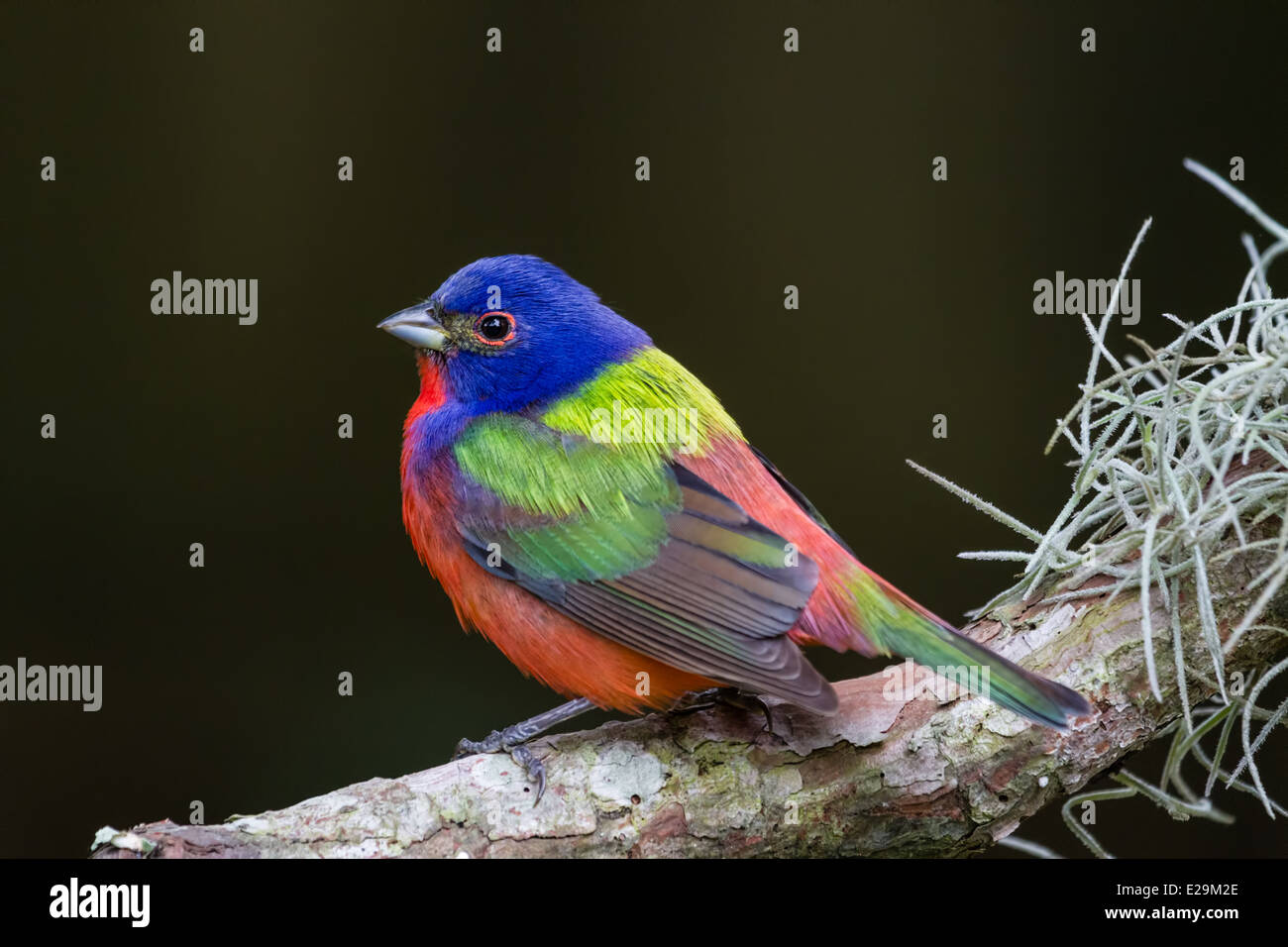 Homme (Passerina ciris Painted Bunting) perché sur une branche. Banque D'Images