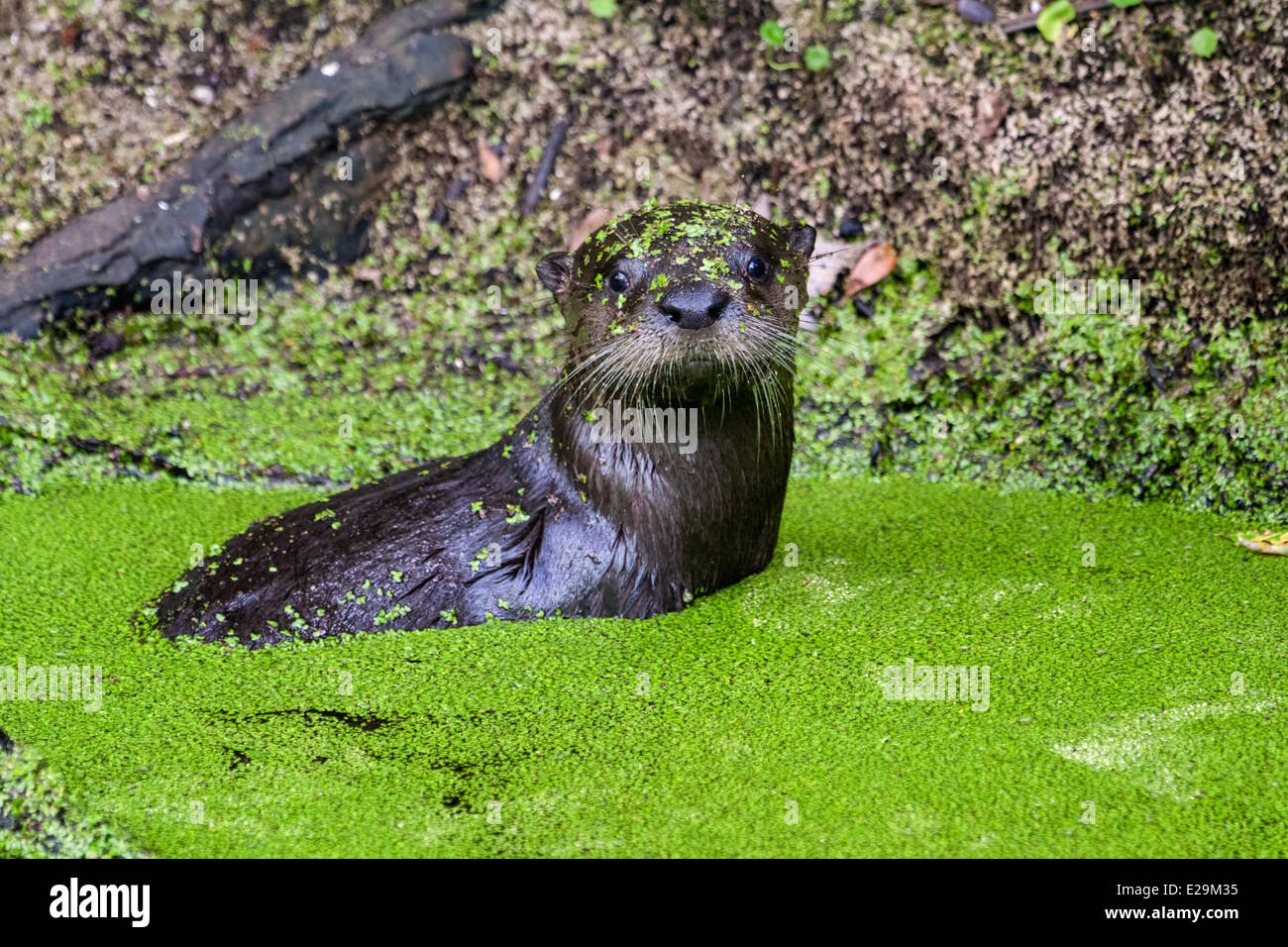 L'Amérique du Nord jeune loutre de rivière (Lontra canadensis) jouant dans le marais, Egan's Creek Greenway, Floride Banque D'Images