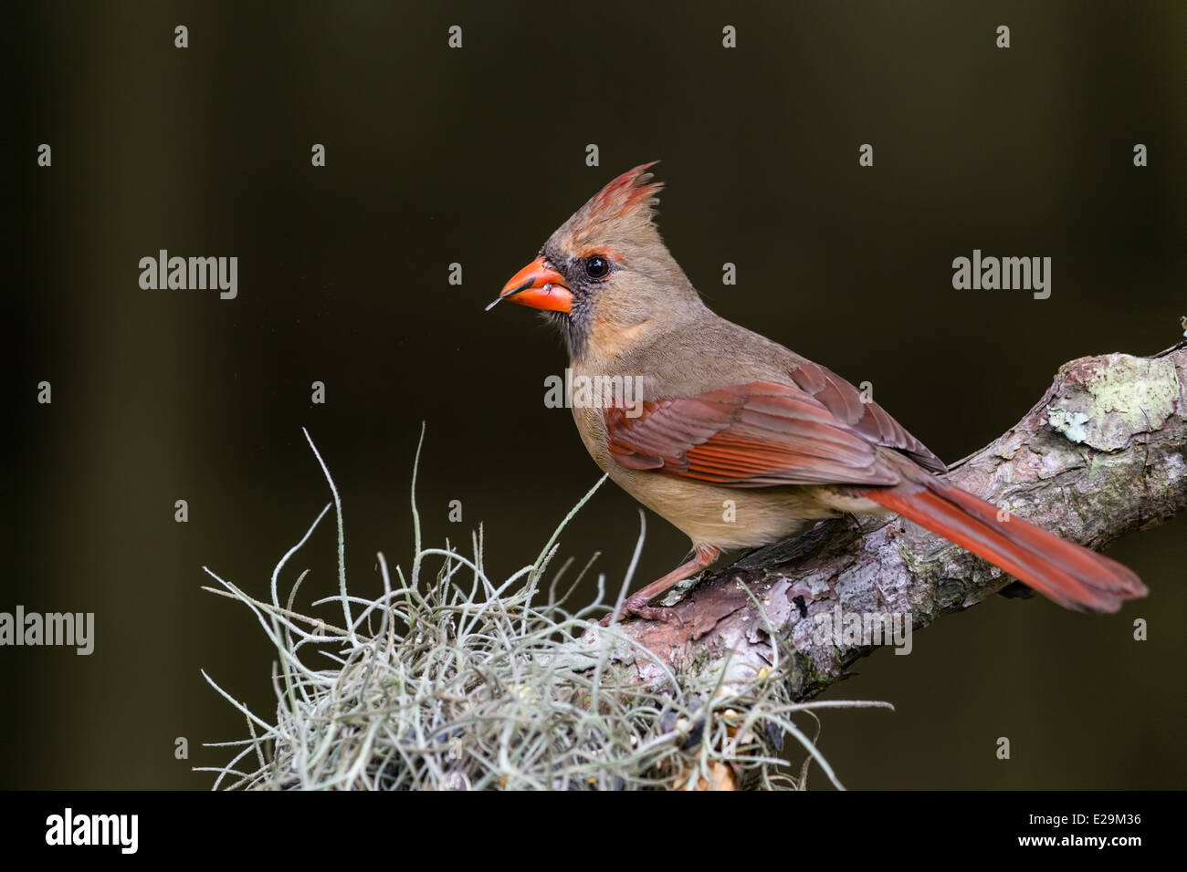 Le Cardinal femelle (Cardinalis cardinalis) manger une graine bien que perché sur une branche. Banque D'Images