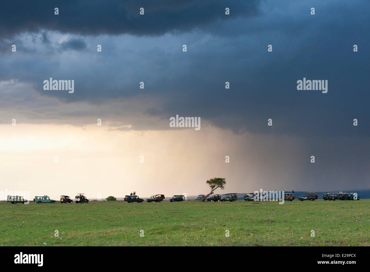 Masai Mara, Kenya, les véhicules hors route wartching un guépard Banque D'Images