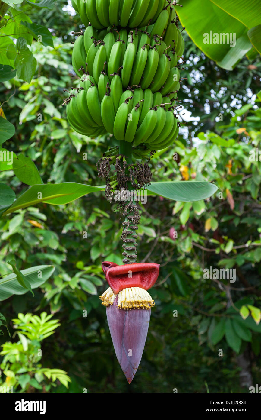 La culture de la banane montrant le coeur de la banane sur l'arbre, la Grenade, dans les Antilles Banque D'Images