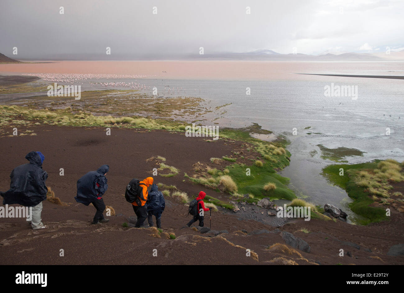 La Bolivie, Potosi, ministère de la faune andine Eduardo Avaroa Réserve nationale, les randonneurs de l'avant de la Laguna Colorada Banque D'Images