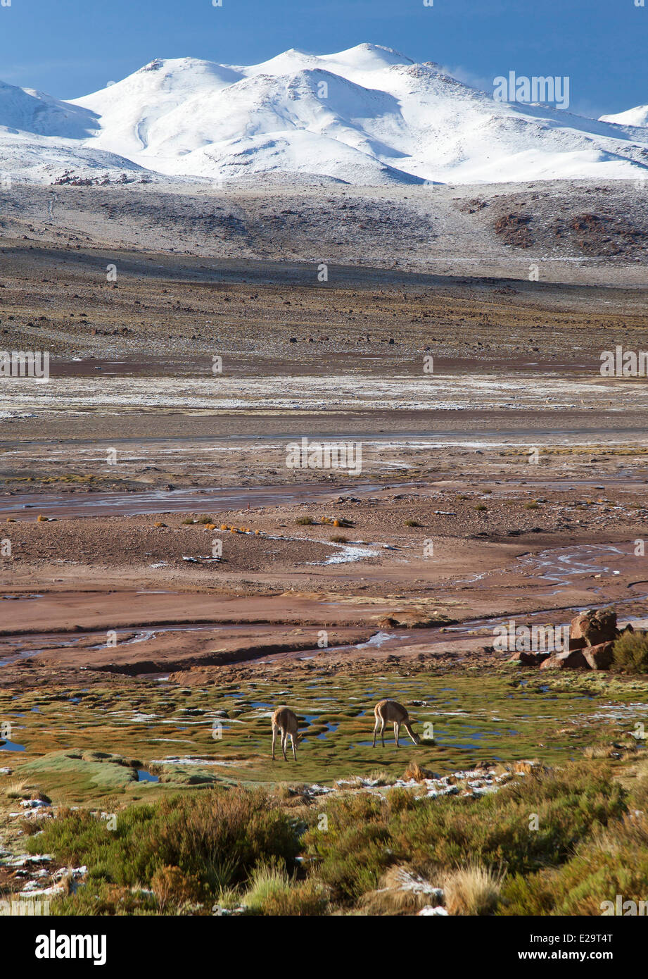 Région d'Antofagasta, Chili, San Pedro de Atacama, El Tatio champ géothermique Banque D'Images