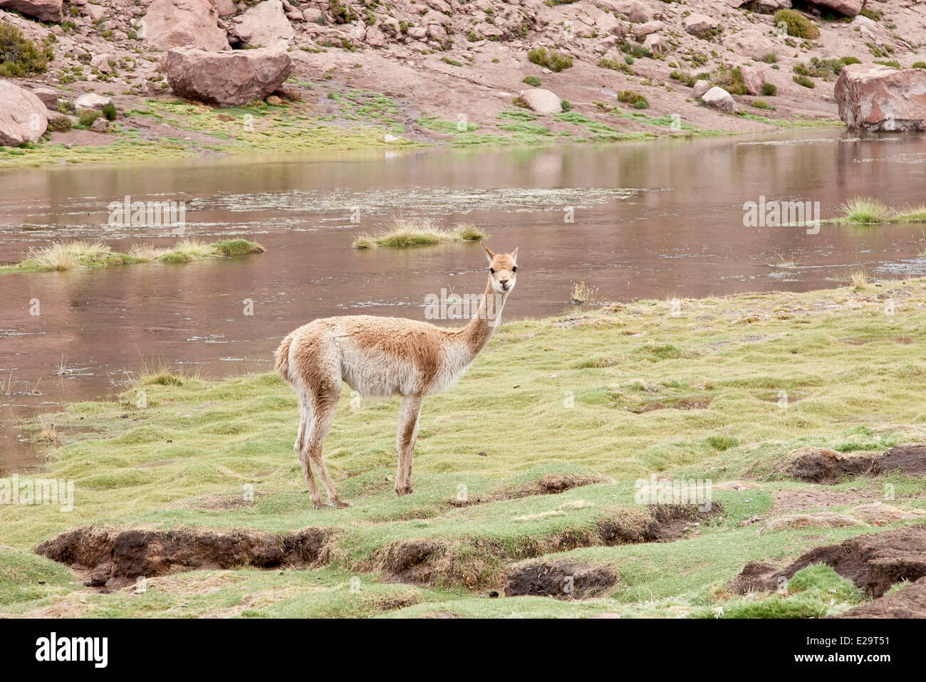 Région d'Antofagasta, Chili, San Pedro de Atacama, vigogne sur l'Altiplano Banque D'Images