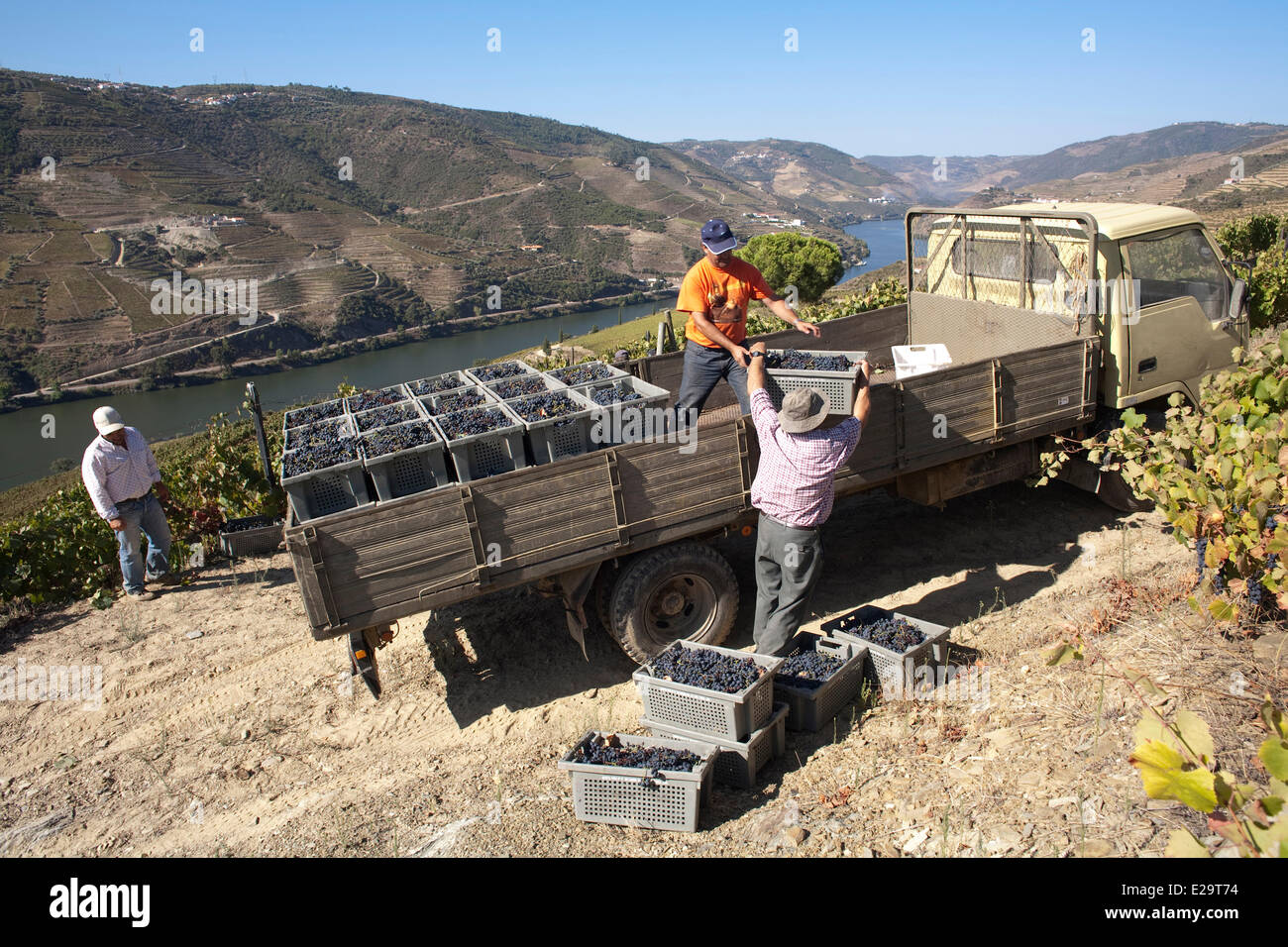 Portugal, région du nord, district de Vila Real, vallée du Douro, vignoble propriété inscrite au Patrimoine Mondial de l'UNESCO, de raisin Banque D'Images