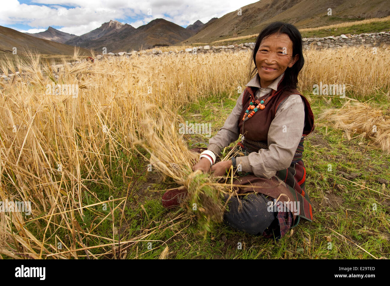 Au Népal, la zone de Karnali, Dolpo, Région de la vallée de Tarap, récolte d'orge Banque D'Images