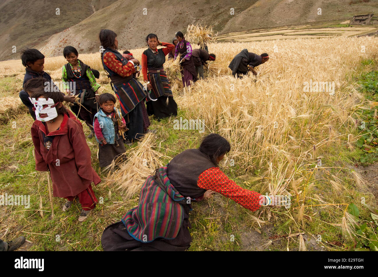 Au Népal, la zone de Karnali, Dolpo, Région de la vallée de Tarap, récolte d'orge Banque D'Images