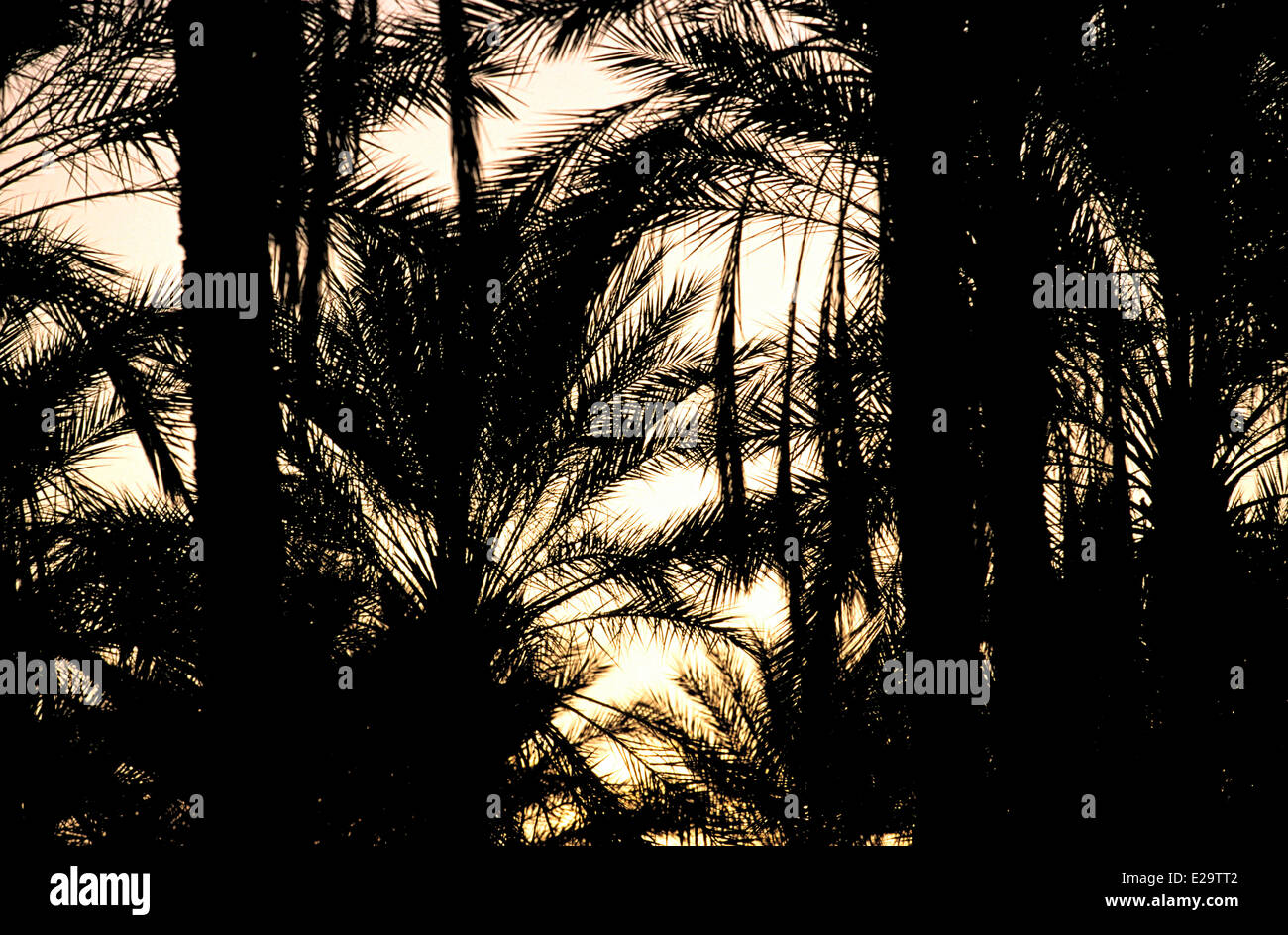 Palmiers au lever du soleil, la Tunisie Banque D'Images