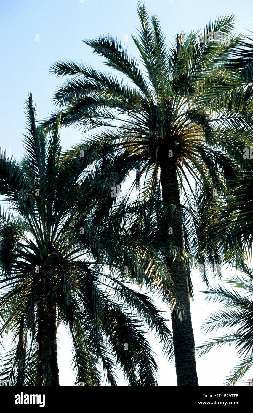 Palmiers,Tunisie Banque D'Images