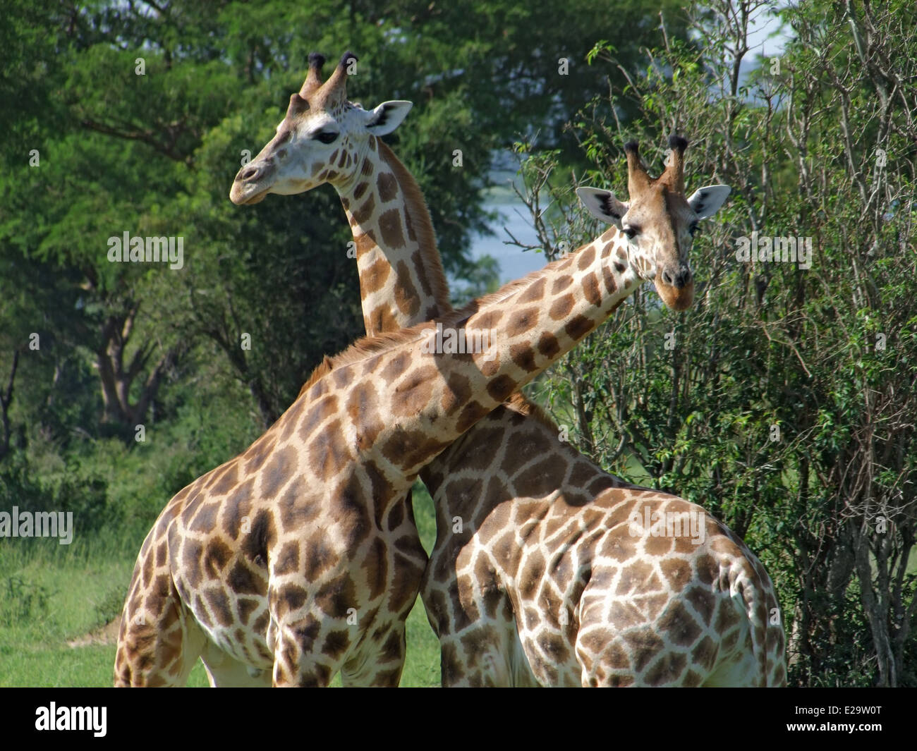 Détail de l'ensoleillée certaines girafes Rothschild à combattre dans l'Ouganda (Afrique) Banque D'Images