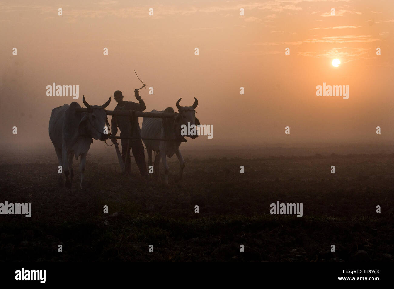 Le Népal, région du Teraï, Zone Mahakali, Kanchanpur, Kalagaudi, labourage avec des zébus sur la chape Banque D'Images