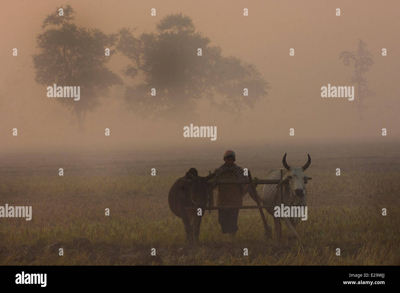 Le Népal, région du Teraï, Zone Mahakali, Kanchanpur, Kalagaudi, labourage avec des zébus sur la chape Banque D'Images