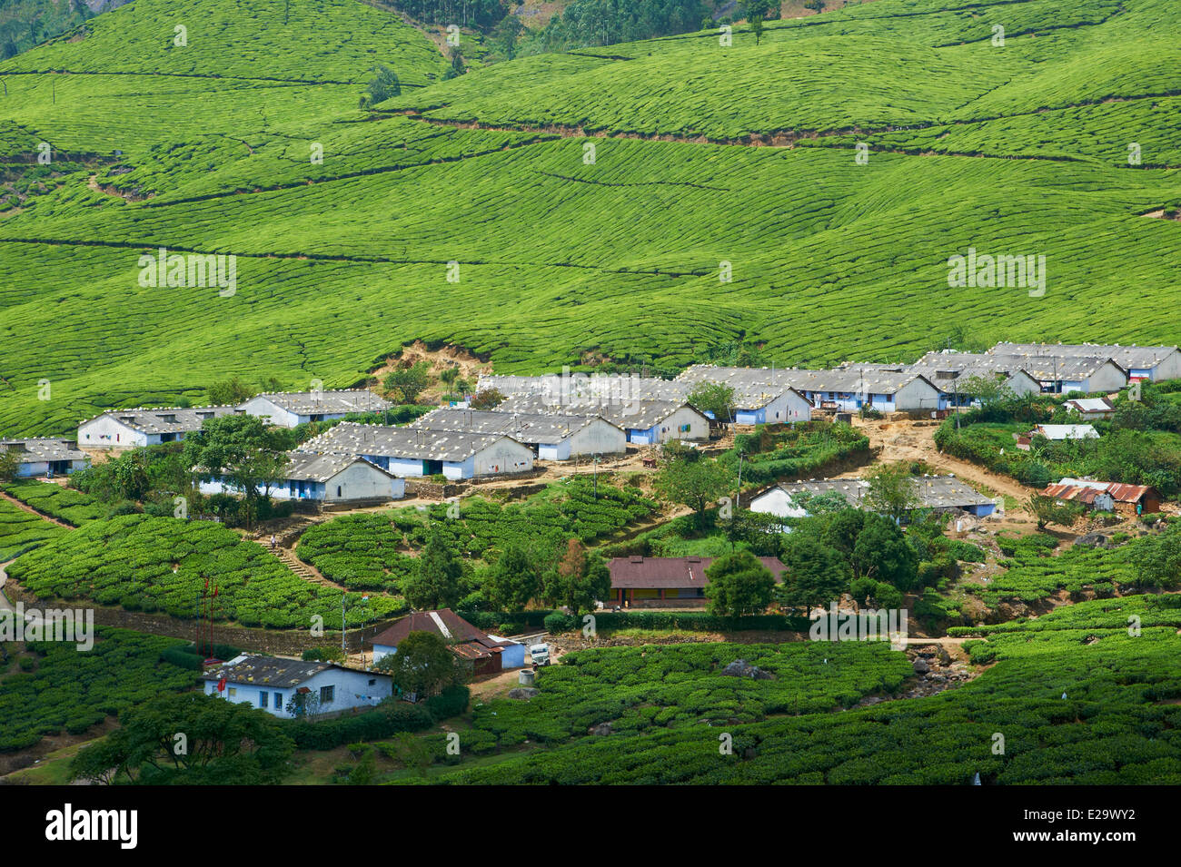 L'Inde, Etat du Kerala, Munnar, plantations de thé, de l'ouvrier Banque D'Images