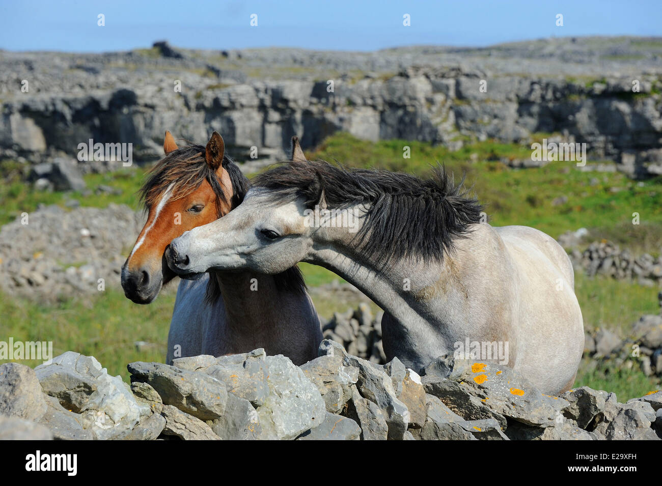 L'Irlande, dans le comté de Galway, les îles d'Aran, l'Inishmore, Friendly kiss Banque D'Images