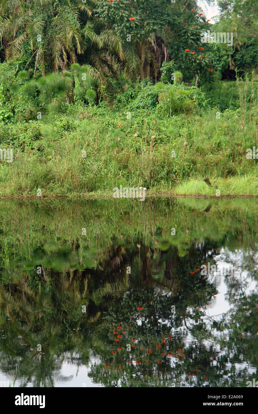 La végétation au bord de l'eau dans la réserve de la faune Kabwoya en Ouganda (Afrique) Banque D'Images