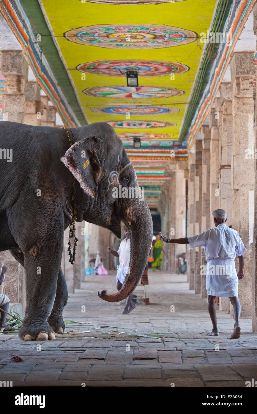 L'Inde, l'Etat du Tamil Nadu, Kumbakonam, bénédiction de l'éléphant les pèlerins à Adi Kumbeswarar temple dédié à Shiva Banque D'Images