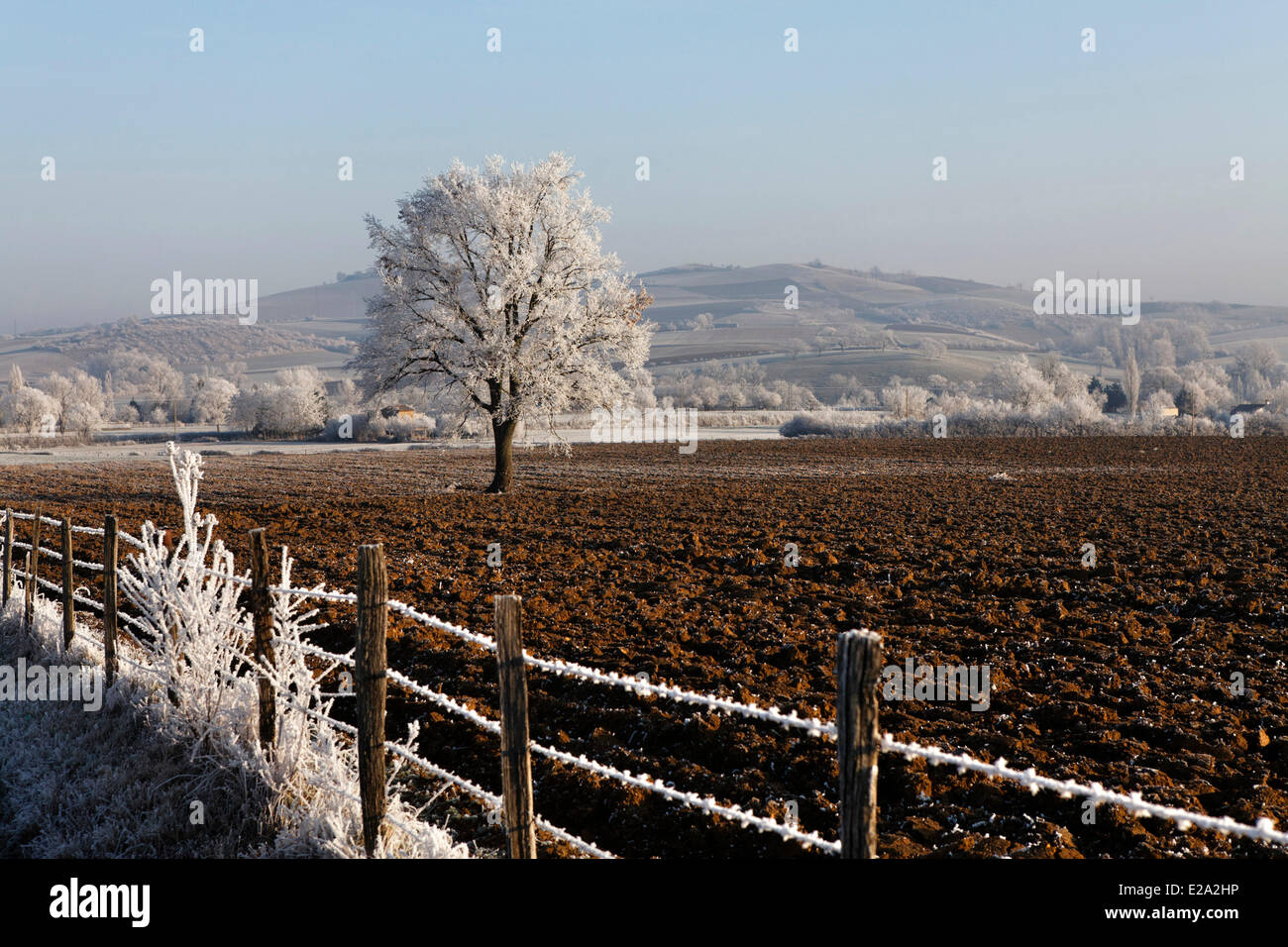 France, Puy de Dome, de la déviation de Billom, face vers le district de Recluse, chêne en hiver, plaine de Limagne Banque D'Images