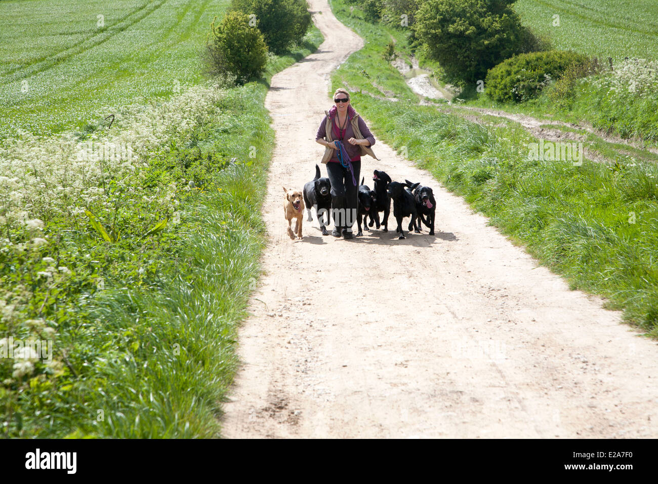 Woman running l'exercice de ses chiens sur chalk downland sur Roundway Down, Devizes, Wiltshire, Angleterre Banque D'Images