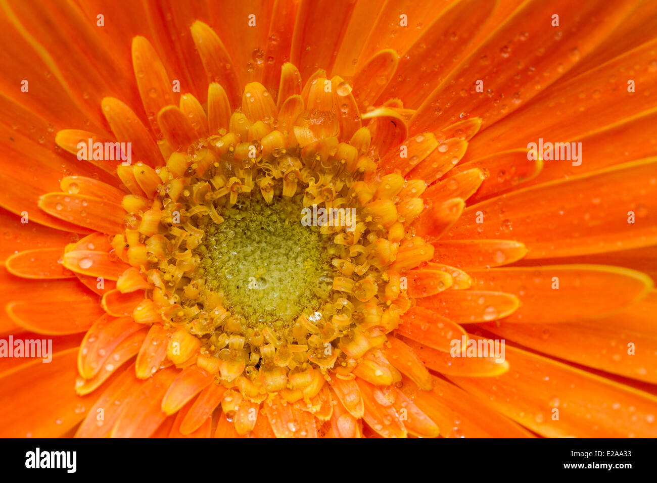 Un beau gros plan de fleurs gerbera orange Banque D'Images