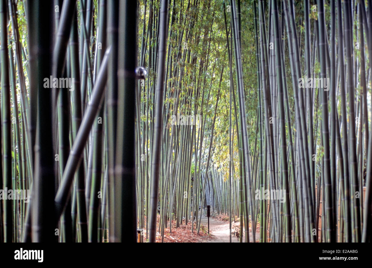 L'île de Honshu, Japon, Kyoto forêt de bambou Banque D'Images
